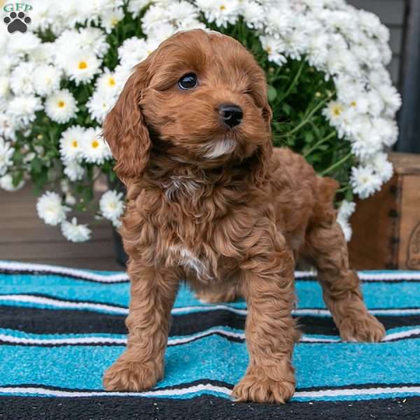 Coco, Cockapoo Puppy